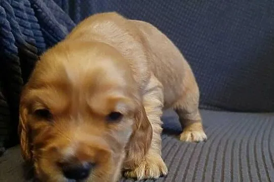 Cocker Spaniel Angielski piesek, Mazowieckie, Radom