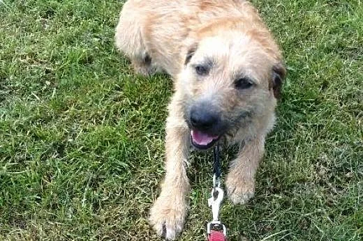 Kama - młoda, łagodna suczka mix terrier,  Kundelki cała Polska