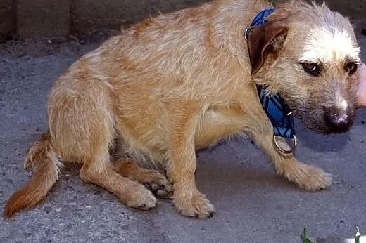 Kama - młoda, łagodna suczka mix terrier,  Kundelk