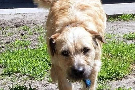 Kama - młoda, łagodna suczka mix terrier,  Kundelk