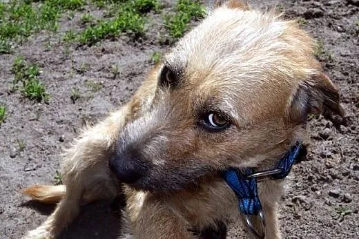 Kama - młoda, łagodna suczka mix terrier,  Kundelk