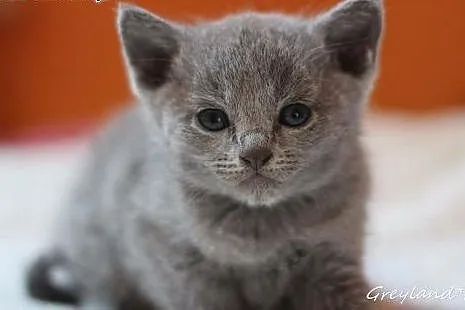 Kocięta Rosyjskie Niebieskie Greyland ,  Koty rosy