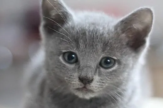 Kocięta Rosyjskie Niebieskie Greyland ,  Koty rosy