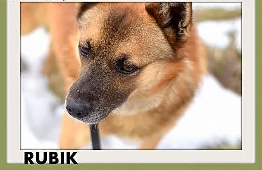 RUBIK,średni,spokojny,łagodny,grzeczny piesek.ADOP
