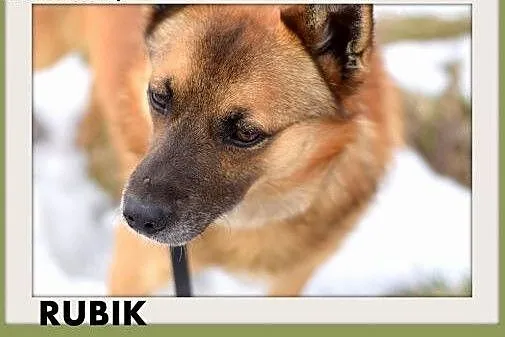 RUBIK,średni,spokojny,łagodny,grzeczny piesek.ADOP