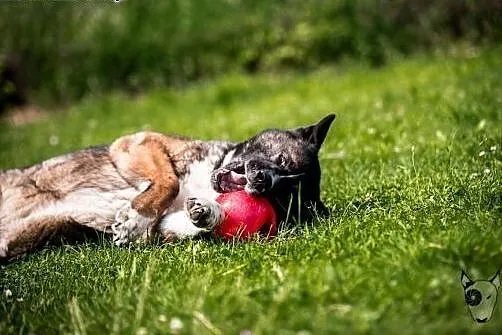 APE - Ten cudowny starszy pies do adopcji nadal je