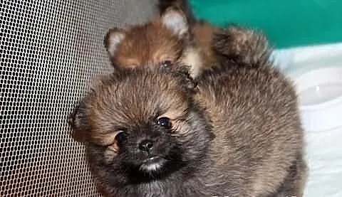 Pomeranian *** cudne miniatureczki, maskoteczki bo