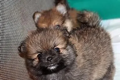 Pomeranian *** cudne miniatureczki, maskoteczki bo