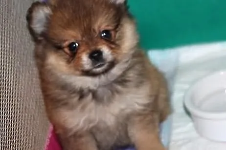 Pomeranian *** cudne miniatureczki, maskoteczki bo