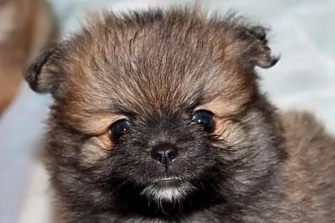 Pomeranian *** cudne miniatureczki, maskoteczki bo