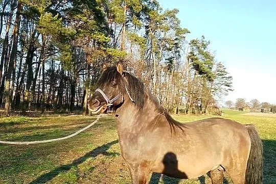 Ogier konik polski z licencją, Wielkopolskie, Krotoszyn