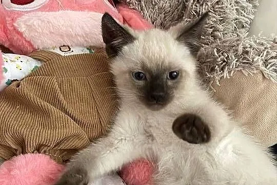 Kocur, kot syjamski