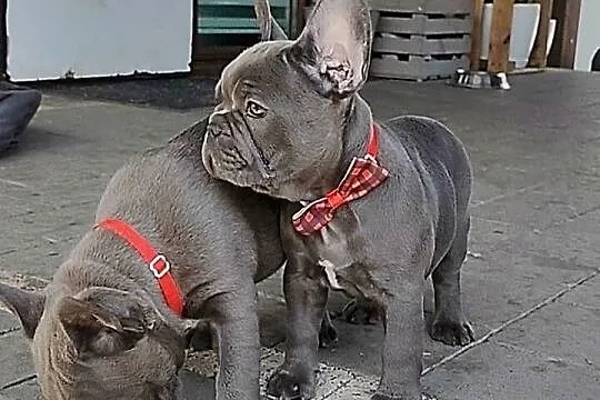 Piesek suczka Buldog francuski niebieski BLUE Szczeniaki, Podkarpackie, Padew Narodowa
