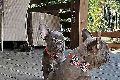 Piesek suczka Buldog francuski niebieski BLUE Szczeniaki, Podkarpackie, Padew Narodowa
