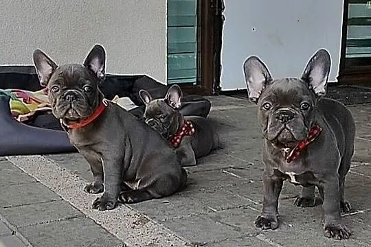 Piesek suczka Buldog francuski niebieski BLUE Szczeniaki, Podkarpackie, Padew Narodowa