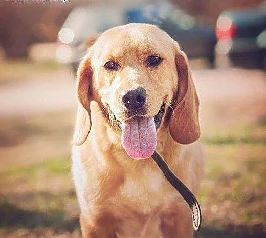 BALU - piękny, biszkoptowy labrador mix do adopcji