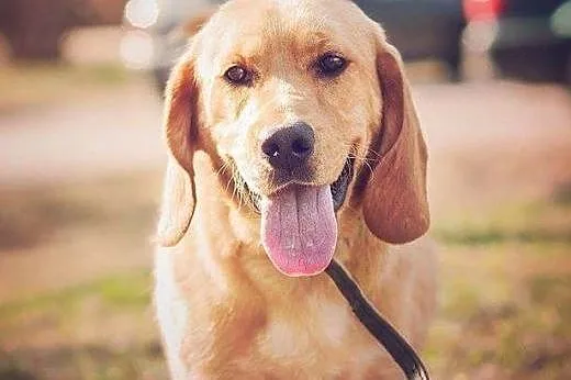 BALU - piękny, biszkoptowy labrador mix do adopcji
