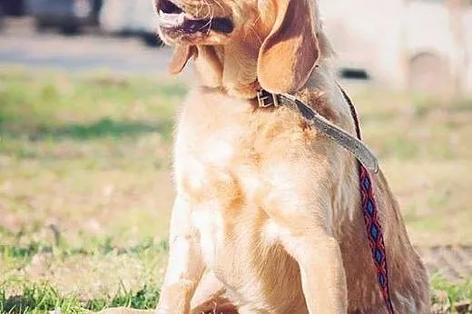 BALU - piękny, biszkoptowy labrador mix do adopcji