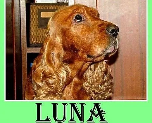 Spaniel,suczka,towarzyska,lubi zwierzęta, traci do
