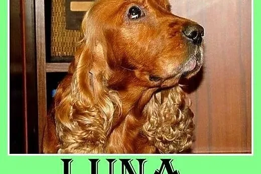 Spaniel,suczka,towarzyska,lubi zwierzęta, traci do