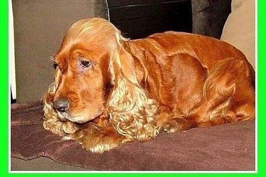 Spaniel,suczka,towarzyska,lubi zwierzęta, traci do
