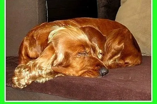 Spaniel,suczka,towarzyska,lubi zwierzęta, traci do