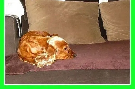 Spaniel,suczka,towarzyska,lubi zwierzęta, traci do