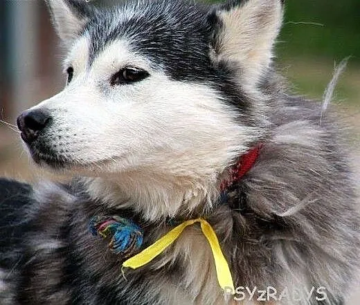 SZEKLA piękna młoda sunia husky gaśnie w schronisk