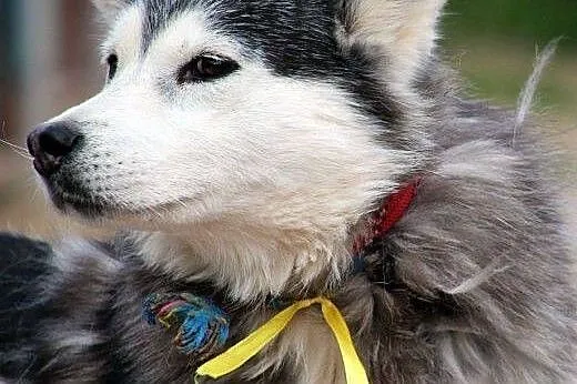 SZEKLA piękna młoda sunia husky gaśnie w schronisk