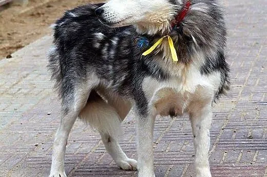 SZEKLA piękna młoda sunia husky gaśnie w schronisk