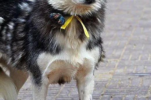 SZEKLA piękna młoda sunia husky gaśnie w schronisk