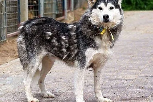 SZEKLA piękna młoda sunia husky gaśnie w schronisk