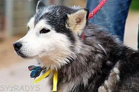 SZEKLA piękna młoda sunia husky gaśnie w schronisk
