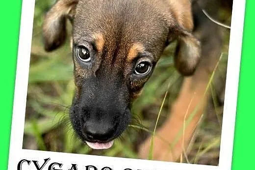 3mies.szczeniak,piesek CYGARO,mały docelowo,szczepiony.ADOPCJA,  śląskie Katowice