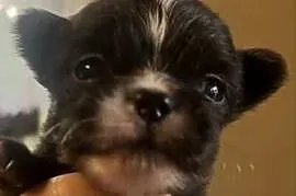 Chihuahua piesek