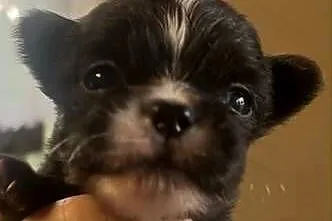 Chihuahua piesek, Śląskie, Dąbrowa Górnicza
