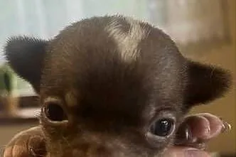 Chihuahua piesek, Śląskie, Dąbrowa Górnicza