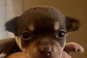 Chihuahua piesek, Śląskie, Dąbrowa Górnicza
