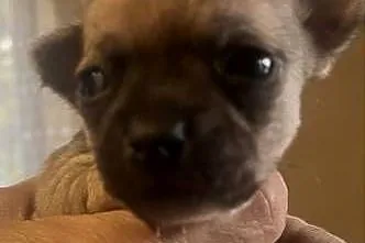 Chihuahua piesek, Śląskie, Dąbrowa Górnicza