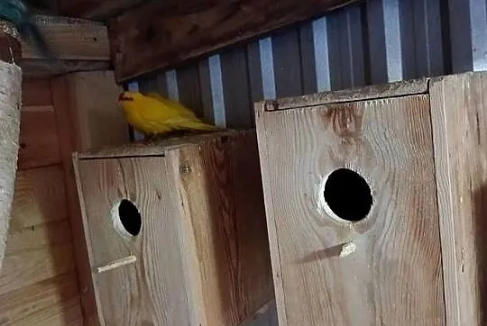 Papugi Kozy modrolotki, Lubelskie, Parczew