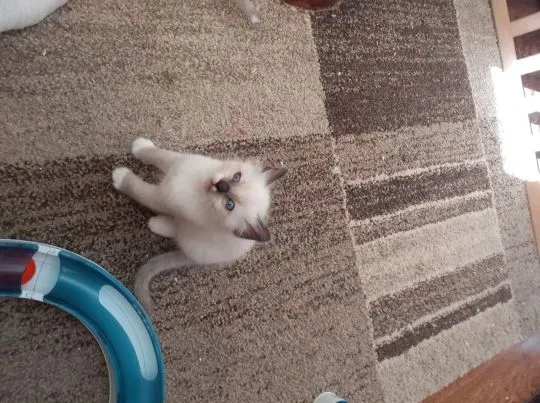 Dostępne kocięta rasy Ragdoll whatsapp +48782076170, , Kiełczów