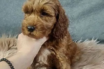 Szczeniak Cockapoo