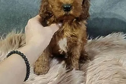 Szczeniak Cockapoo, Mazowieckie, Warszawa