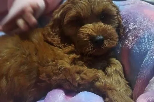 Szczeniak Cockapoo, Mazowieckie, Warszawa