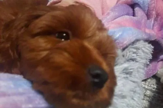 Szczeniak Cockapoo, Mazowieckie, Warszawa