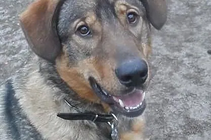 Sułtan młody pies w typie kaukaza ADOPCJA ŁTOnZ