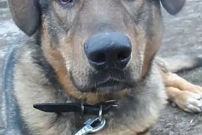 Sułtan młody pies w typie kaukaza ADOPCJA ŁTOnZ