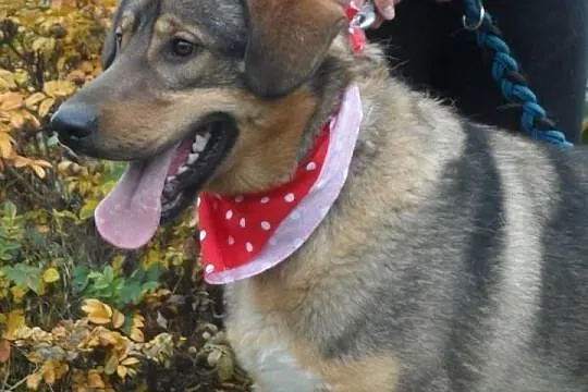 Sułtan młody pies w typie kaukaza ADOPCJA ŁTOnZ