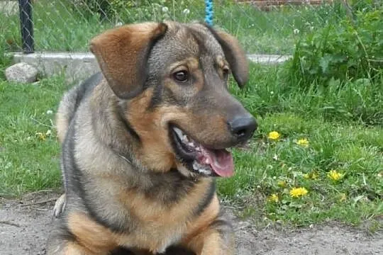 Sułtan młody pies w typie kaukaza ADOPCJA ŁTOnZ