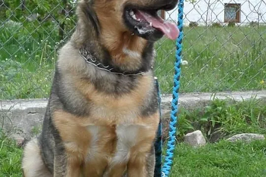 Sułtan młody pies w typie kaukaza ADOPCJA ŁTOnZ